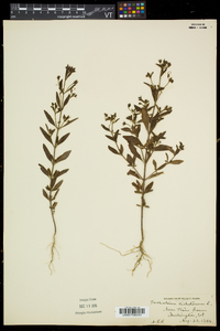 Trichostema dichotomum image