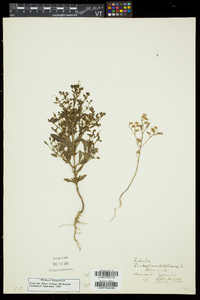 Trichostema dichotomum image