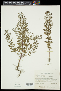 Trichostema dichotomum image