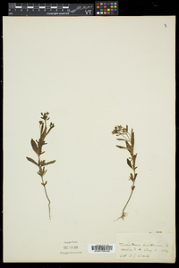 Trichostema dichotomum image