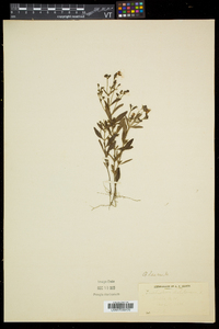 Trichostema dichotomum image