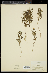 Trichostema dichotomum image