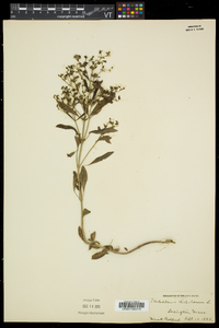 Trichostema dichotomum image