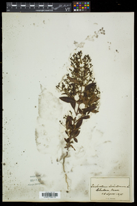 Trichostema dichotomum image