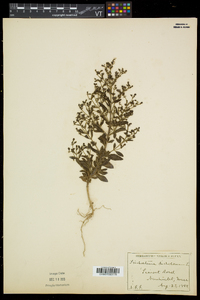 Trichostema dichotomum image