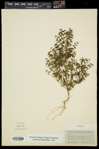 Trichostema dichotomum image