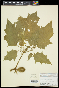 Datura stramonium image