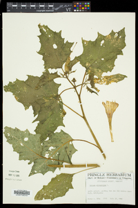 Datura stramonium image