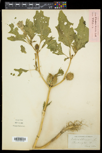 Datura stramonium image