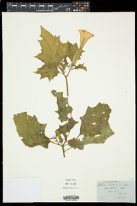 Datura stramonium image