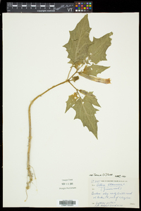 Datura stramonium image