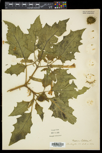 Datura stramonium image