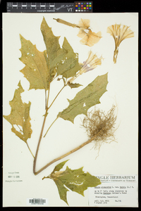 Datura stramonium image