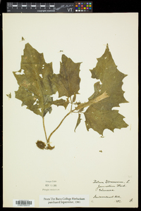 Datura stramonium image