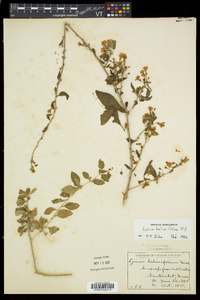 Lycium barbarum image