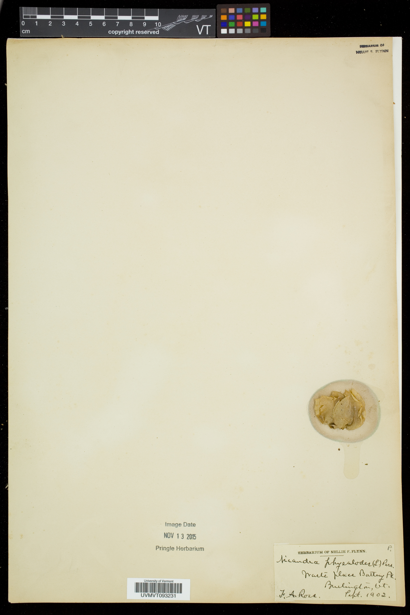 Nicandra physalodes image