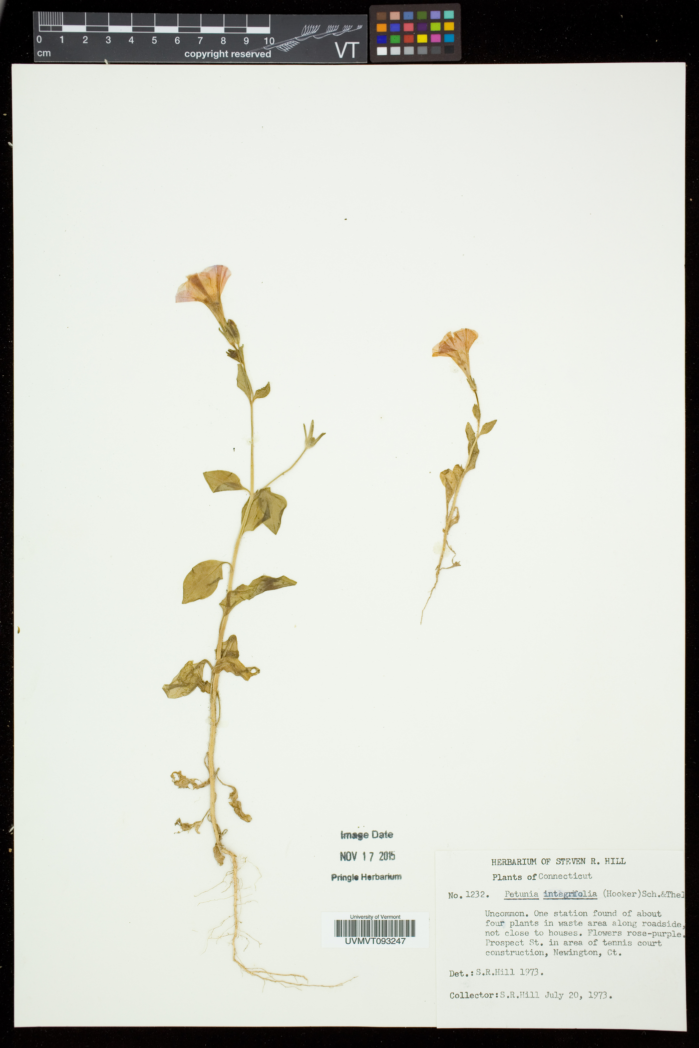 Petunia integrifolia image