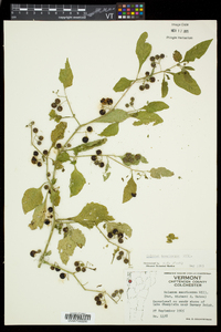 Solanum ptychanthum image