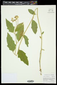 Solanum carolinense var. carolinense image