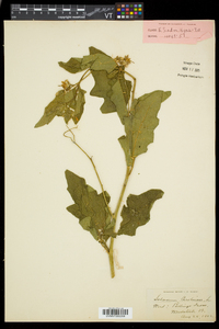 Solanum carolinense var. carolinense image