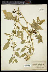 Solanum nigrum image