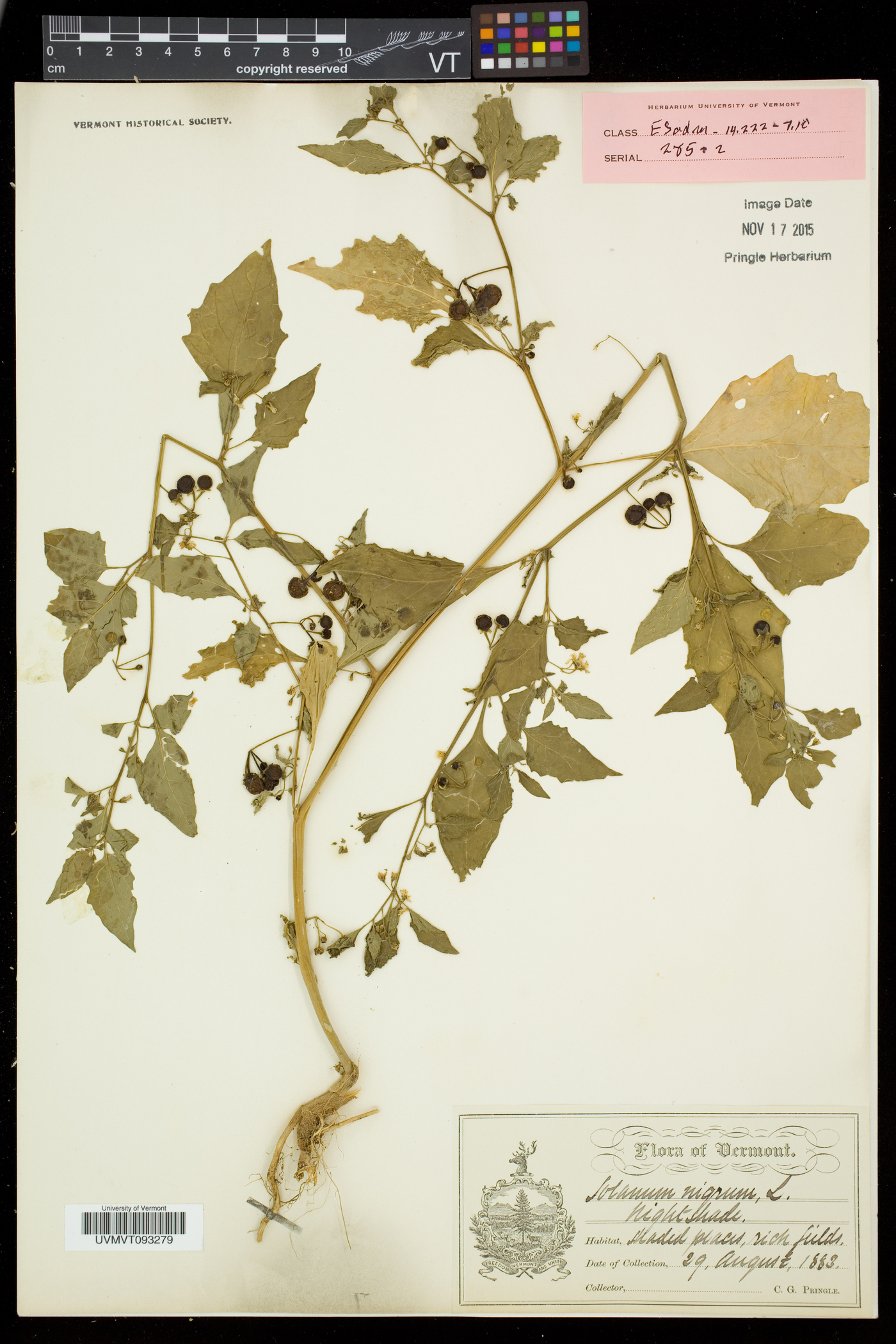 Solanum nigrum subsp. nigrum image