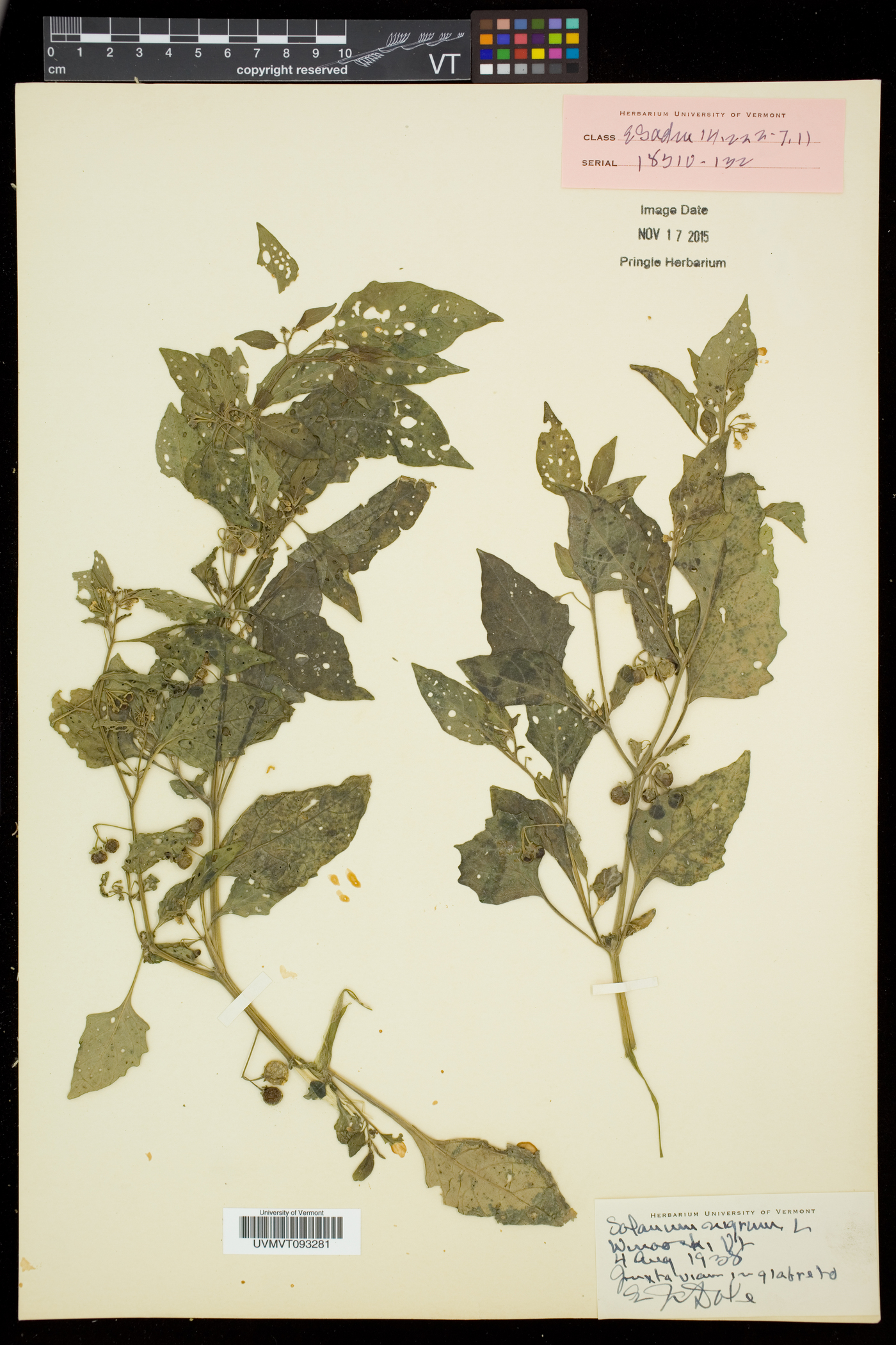 Solanum nigrum subsp. nigrum image