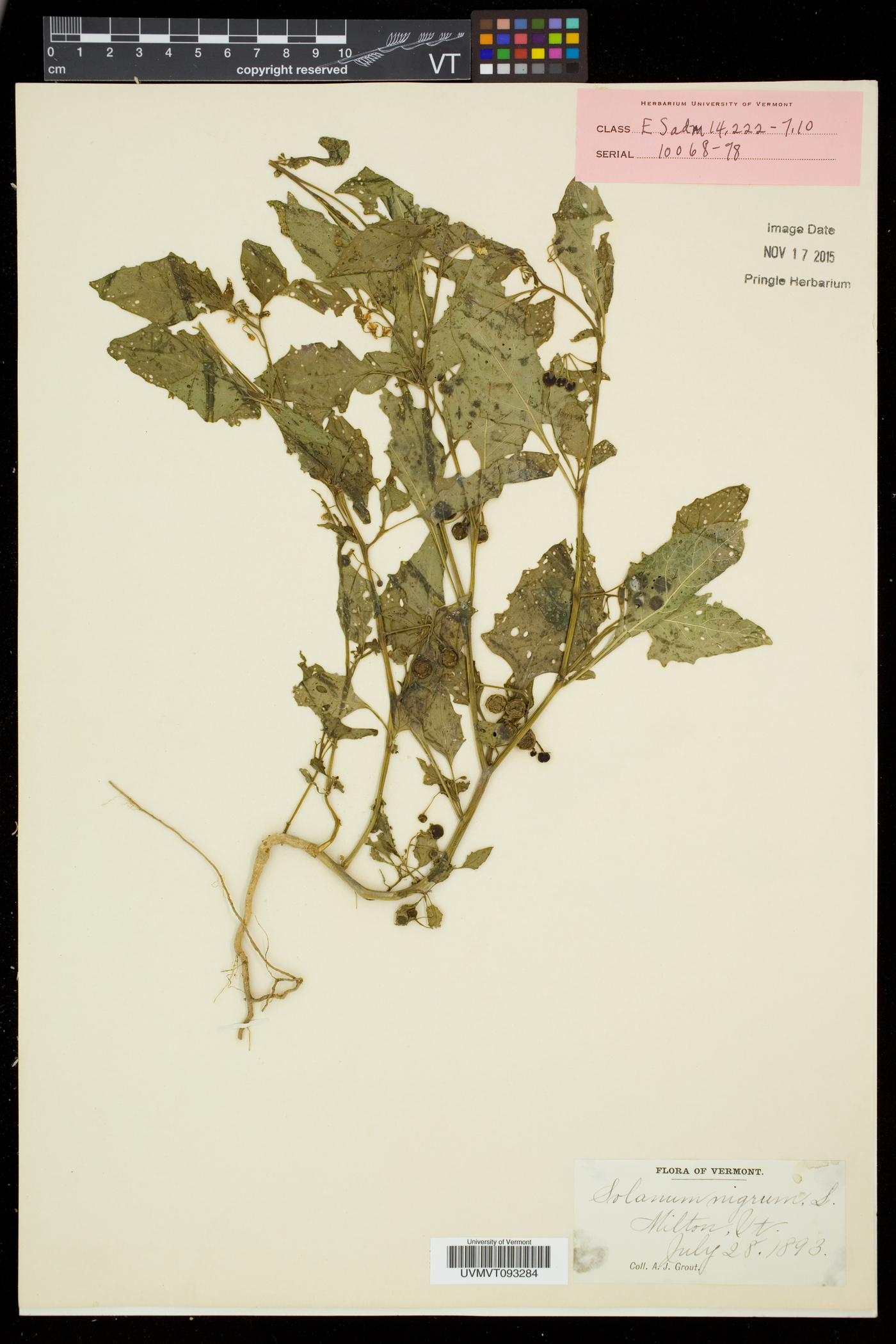 Solanum nigrum subsp. nigrum image