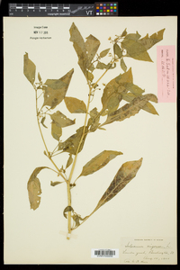 Solanum nigrum image