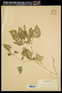 Solanum nigrum image