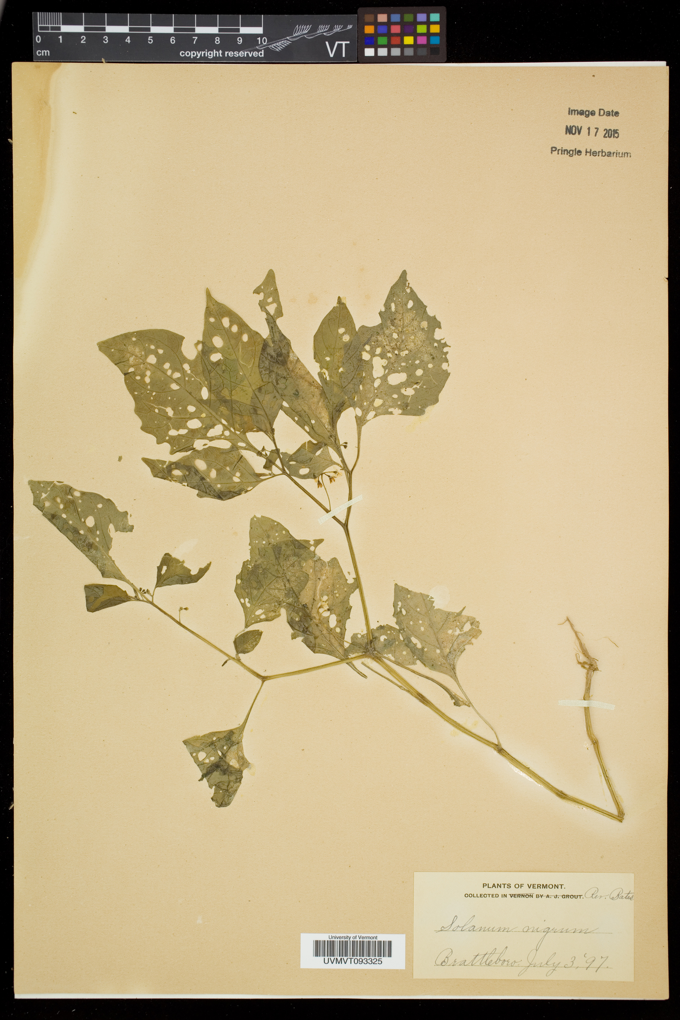 Solanum nigrum subsp. nigrum image