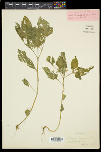 Solanum nigrum image