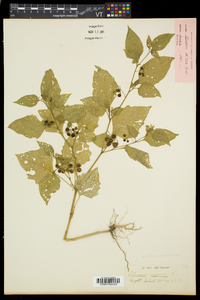 Solanum nigrum image