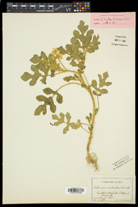 Solanum rostratum image