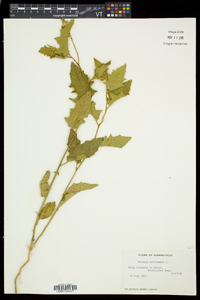 Solanum carolinense var. carolinense image