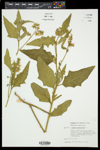 Solanum carolinense var. carolinense image