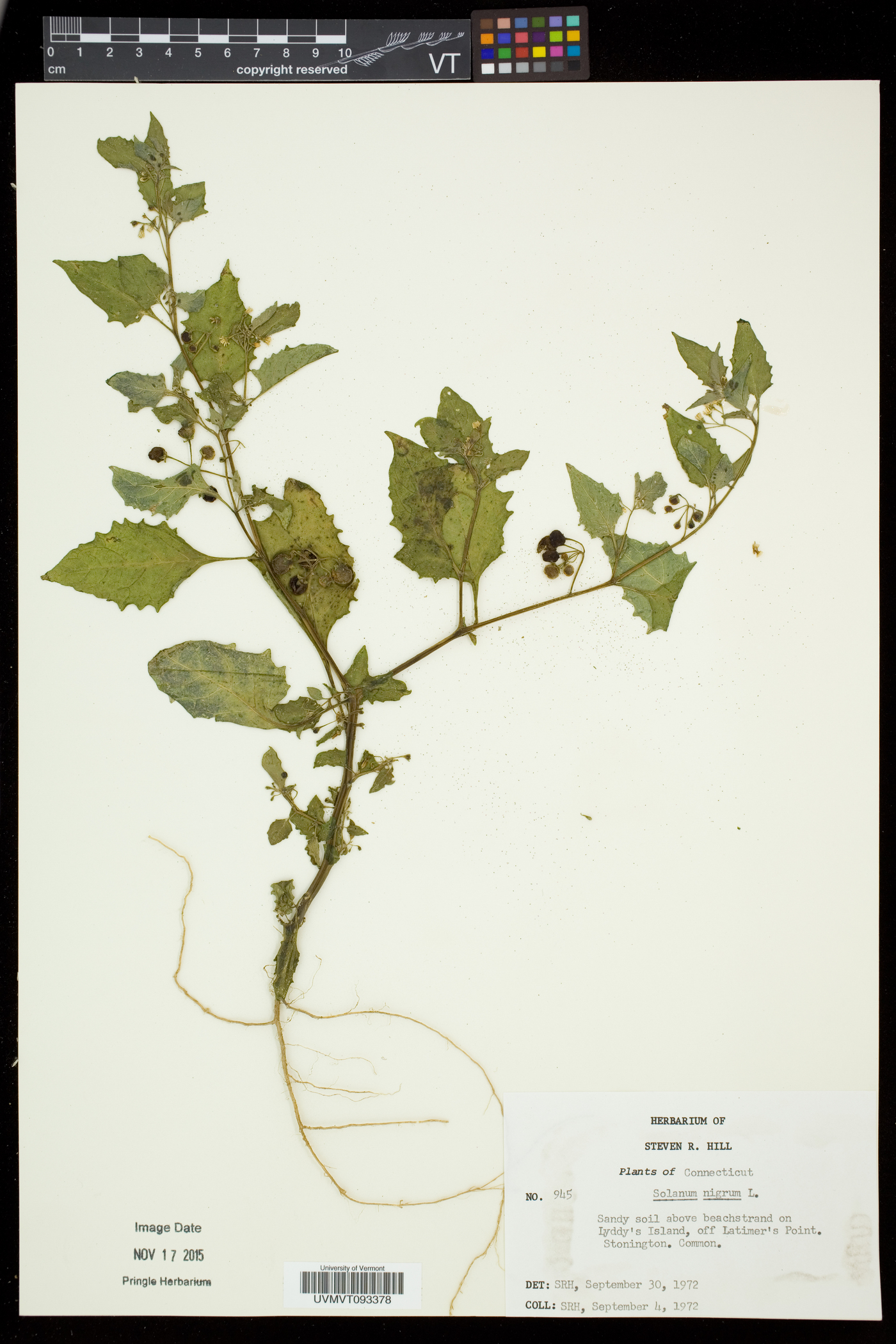 Solanum nigrum subsp. nigrum image