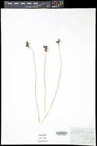 Utricularia cornuta image