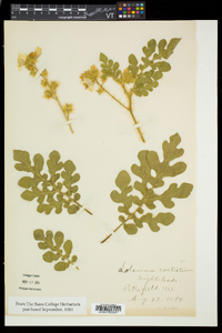 Solanum rostratum image