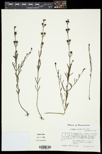 Agalinis maritima var. maritima image