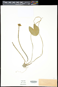 Nuphar microphylla image