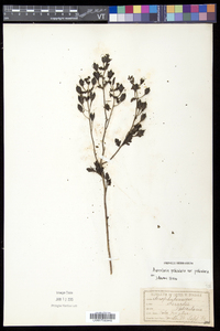 Aureolaria pedicularia var. pedicularia image