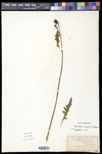 Aureolaria virginica image
