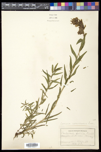 Castilleja septentrionalis image