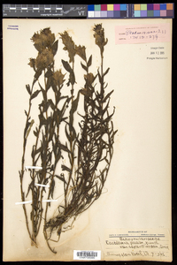 Castilleja septentrionalis image