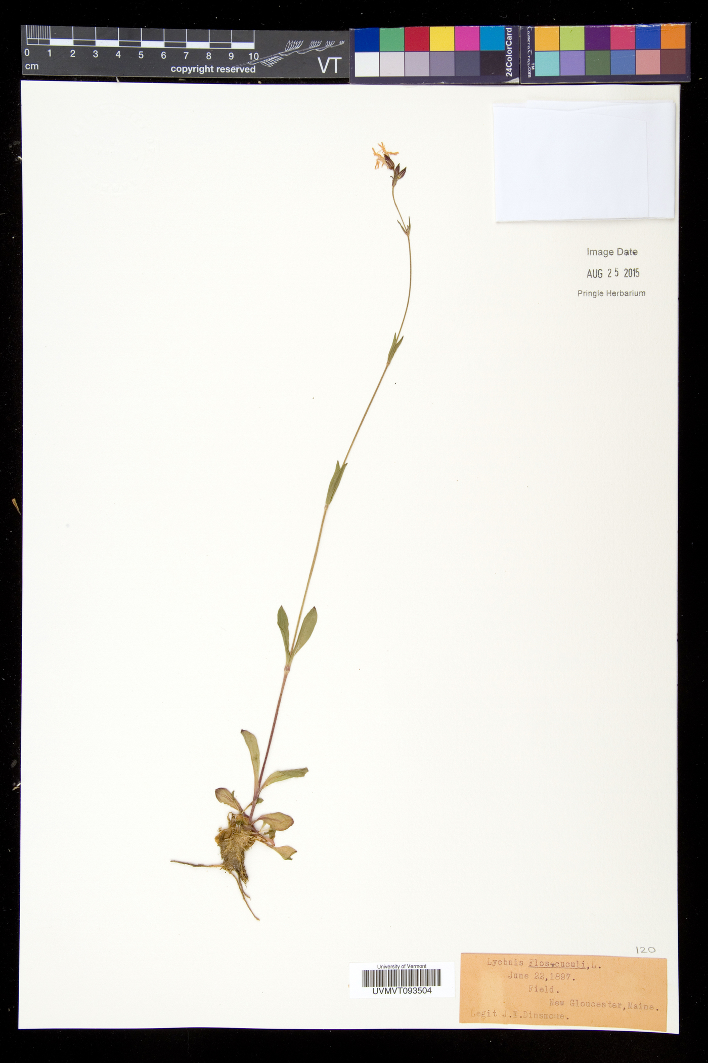 Silene flos-cuculi image