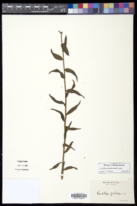 Castilleja septentrionalis image