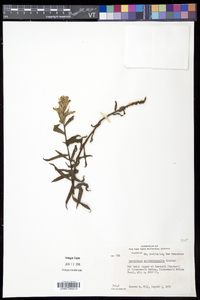 Castilleja septentrionalis image