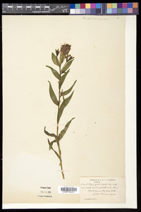 Castilleja septentrionalis image