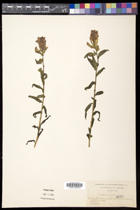 Castilleja septentrionalis image